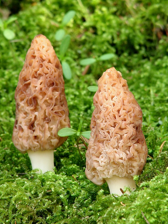 smrčok kužeľovitý (Morchella conica)1