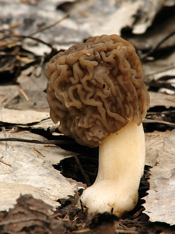 smrčkovec český (Verpa bohemica)2