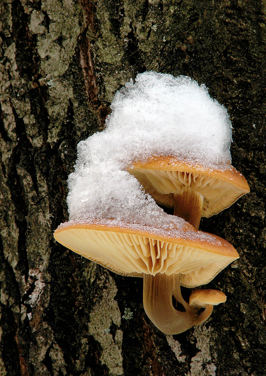 plamienka zimná (Flammulina velutipes)2