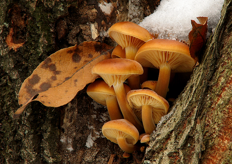 plamienka zimná (Flammulina velutipes)3
