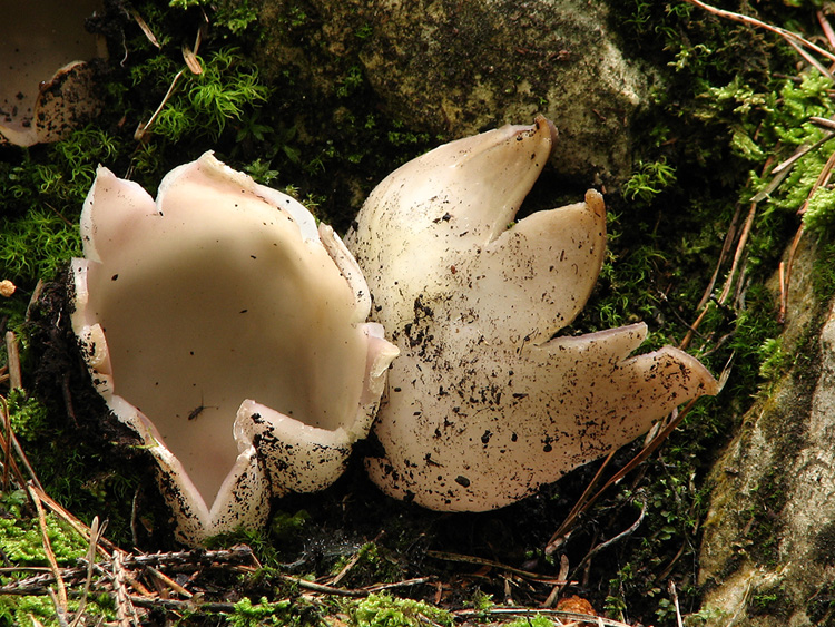 tulipánovka fialová (Sarcosphaera coronaria)1