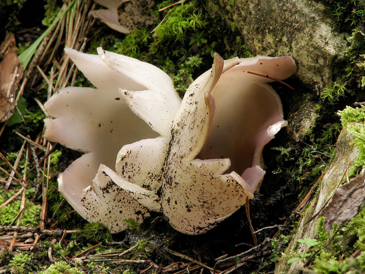 tulipánovka fialová (Sarcosphaera coronaria)2