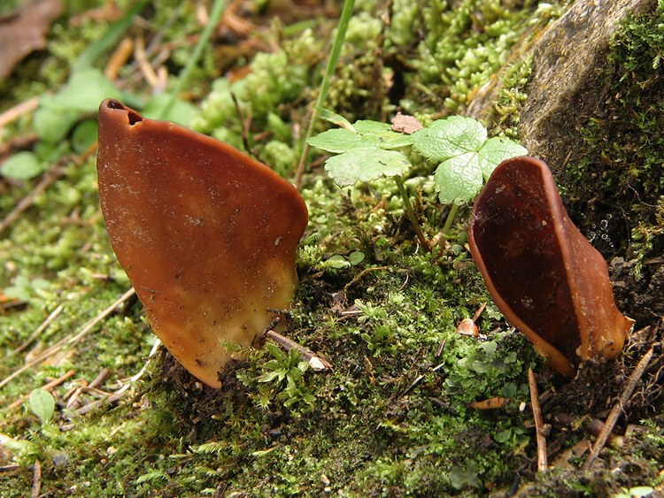 chriapač lesný (Helvella silvicola)1