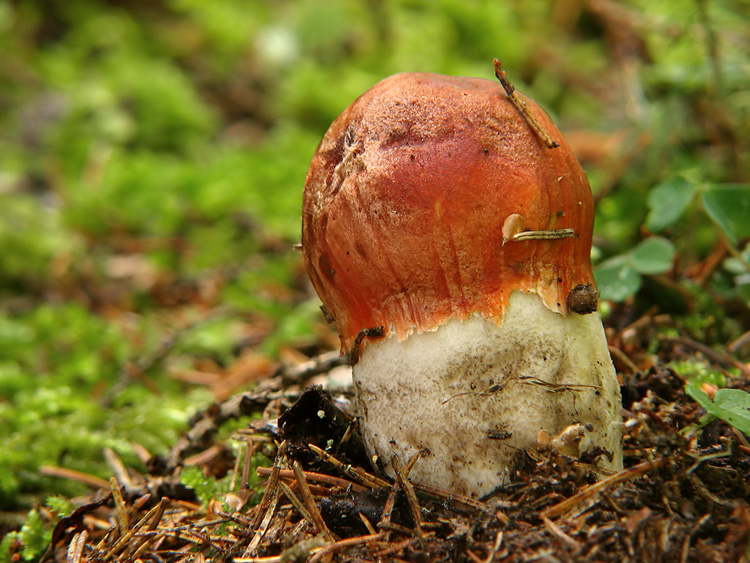 kozák smrekový (Leccinum piceinum)3