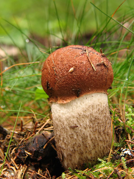 kozák smrekový (Leccinum piceinum)2