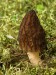 smrčok kužeľovitý (Morchella conica)2