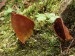 chriapač lesný (Helvella silvicola)1