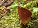 chriapač lesný (Helvella silvicola)2